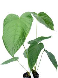 General common names include anthurium, tailflower, flamingo flower, and laceleaf. Anthurium Propinquum