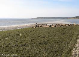 Codium Explosion Off Wareham Buzzards Bay National Estuary