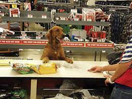 I liked that it was divided so small dogs (quincy) had their own areas away from the larger ones. The Most Dog Friendly Stores In America Updated For 2020