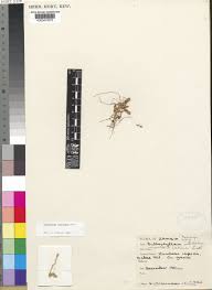 Image result for Bulbophyllum intertextum