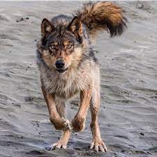 Worldofwolvesofficial Wolf Pictures Wolf Dog Animals Wild
