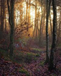 Enchanted Woods Enchanted Wood Scenery Beautiful Photography Nature