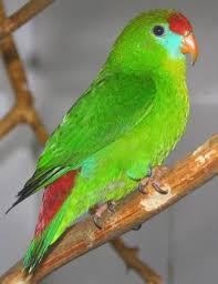 Philippine Hanging Parrot Loriculus Philippensis Female Perched The Internet Bird Collection Parrot Pet Birds Beautiful Birds