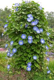 It is a large and diverse group with common names including. How Many Morning Glories Do I Need
