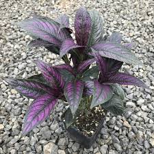 Image result for Kotschya strobilantha