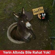 Hayat Sevince Paylasinca Guzel Sosyalokuz Okuz Komik Cok Cokkomik Resim Resimler Eglence Cok Sirin Hayvanlar Komik Hayvan Videolari Komik Hayvanlar