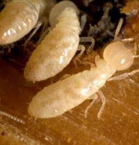 121 nw renfro st, burleson (tx), 76028, united states. Bed Bug Treatment Termites Alpha To Omega Termite And Pest Control Inc Philadelphia Pa