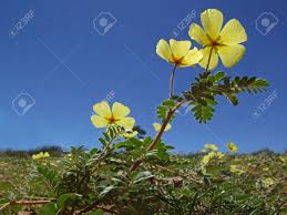 Image result for Tribulus zeyheri