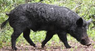 We did not find results for: Wild Hog One Of The Oldest Invasive Species In The U S