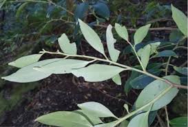 Image result for Pterocelastrus