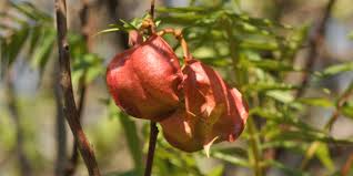 Image result for Erythrophysa