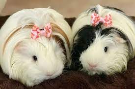 Long haired guinea pig types might be hard to tell apart at first glance, but the truth is there are several kinds. 12 Guinea Pig Breeds With Pictures Pet Comments