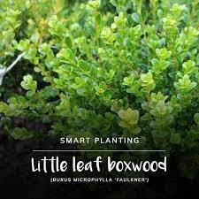 Little Leaf Boxwood Buxus Microphylla Faulkner Is A Hardy Evergreen Shrub It Is A Much Loved Co Evergreen Shrubs Topiary Plants Evergreen Shrubs Full Sun