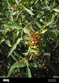 Image result for Searsia leptodictya