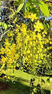Image result for Cassia fistula