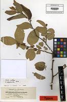 Image result for Ziziphus abyssinica