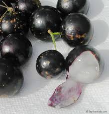 It goes by the name scientific name plinia cauliflora and. Jaboticaba Myrciaria Cauliflora