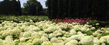 To help you find the best health insurance in massachusetts, we compared health plans offered in the largest counties to find the most affordable option for each metal tier of. Sylvan Nursery Westport Ma