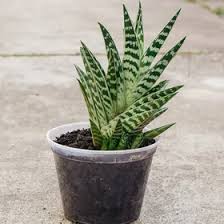 Image result for Aloe canis