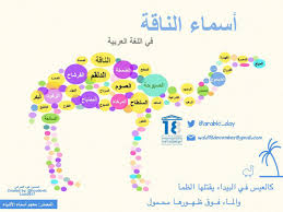 اليوم العالمي للغة العربية On Twitter السلام عليكم صباح الخير على الجميع نقدم لكم منشورا يحوي بعضا من أسماء الناقة في اللغة العربية Alaibilfestival تابعونا على Arabic Day Https T Co Wicwkjqdnj