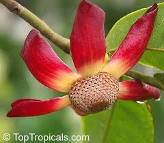 Image result for Uvaria afra