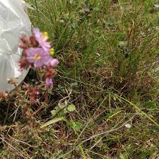 Image result for Melastomastrum segregatum