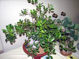 Image result for Rhoicissus digitata