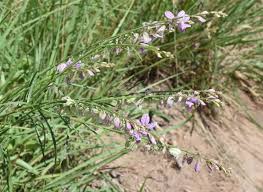 Image result for Polygala stenopetala