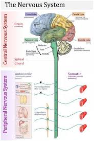 Nervous System Human Nervous System Nervous System Anatomy Nervous System Diagram