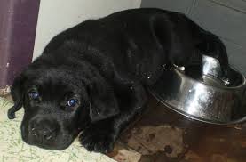 A contract waiting to be signed! Generic Puppy Deposit Contract Bmo Show