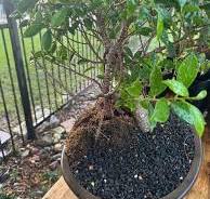When to prune and wire ficus microcarpa bonsai?