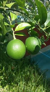 Profile for The Garden of Champions