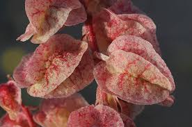 Image result for Rumex lanceolatus