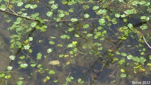 Image result for Hydrocotyle ranunculoides
