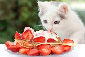 Cats can eat mangoes, however only in controlled small amount, otherwise your cat may get diarrhea or another form of stomach pain. 14 Benefits Of Can Cats Eat Mango Everyone Should Know