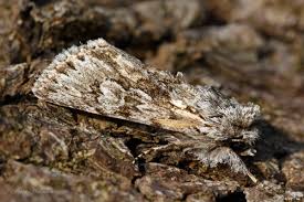 Image result for Bussea xylocarpa