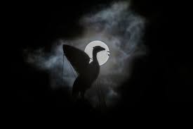 Значение логотипа liverpool, история, информация. Liverpool Logo Bird Name