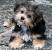 Yorkie Poo Puppies