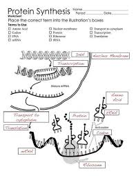Introduction to transcription including the role of rna polymerase, promoters, terminators, introns and exons. Transcription And Translation