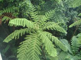 Image result for Cyathea thomsonii