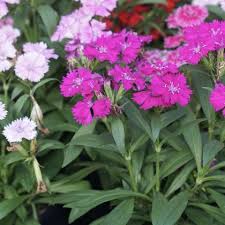 Image result for eustoma flamenco