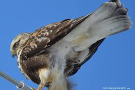 Birds Of Prey Upstate New York Light Colored Rough Legged Hawk Taken 2 10 2014 In Lafargville Upstate New York Bald Eagle Color Upstate New York