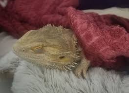 Bearded Dragon Sleeping A Lot In Summer In 2020 Bearded Dragon Sleeping Habits Diurnal Animals