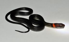 Image result for Urochloa clavipila