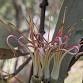 Mistletoe - much maligned and misunderstood.