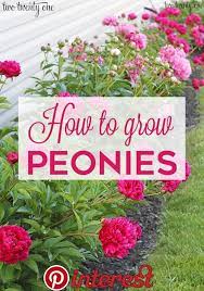 Growing Peonies Peony Bush Care All You Ve Ever Wanted To Know About Growing Peonies Where To Plant Your Peony B Peonies Garden Growing Peonies Peony Bush