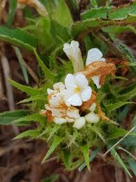 Image result for Crabbea velutina