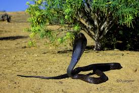 Image result for Najas