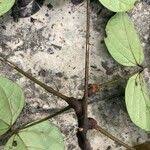 Image result for Agelaea pentagyna