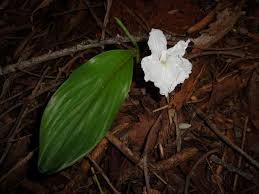 Image result for Siphonochilus